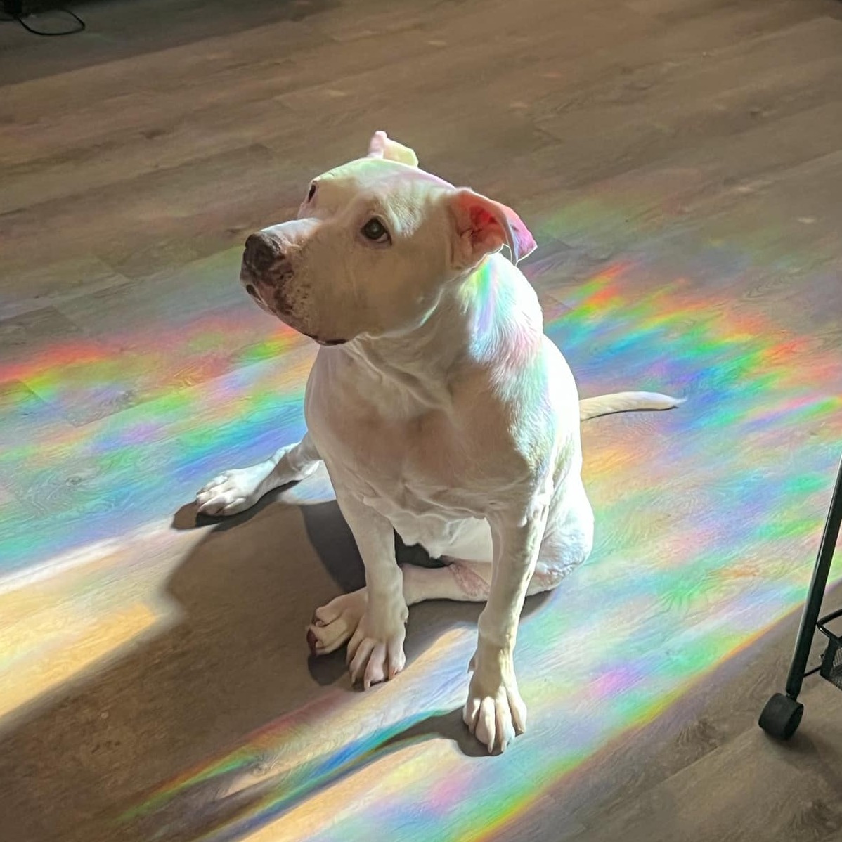 white rescue dog sitting on the floor