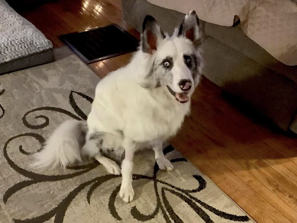 white rescue dog sitting