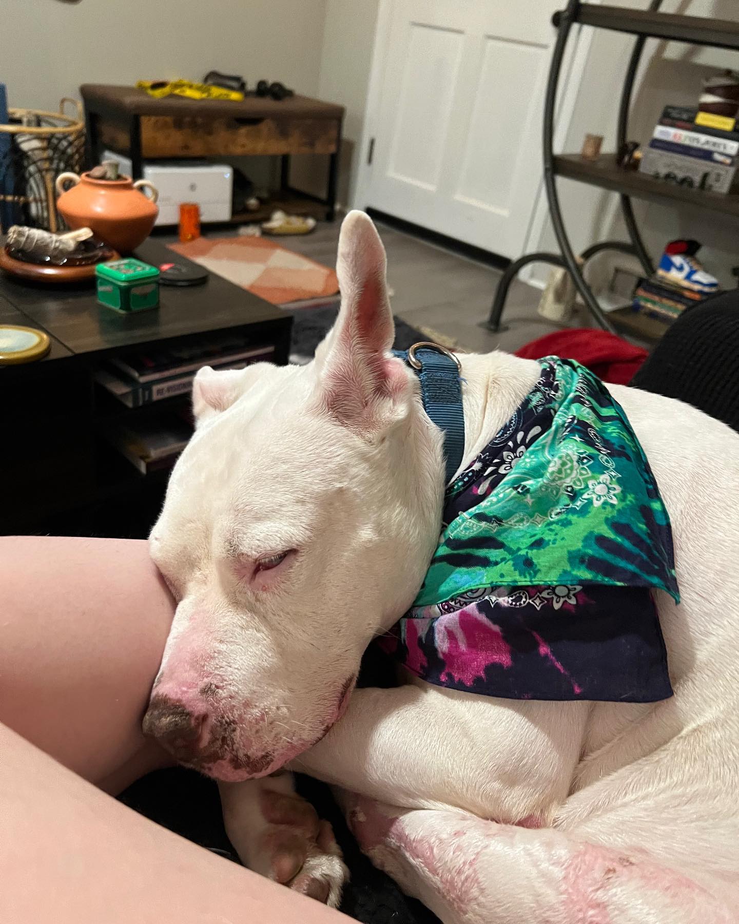white rescue dog sleeping