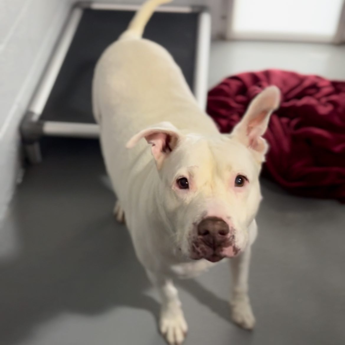 white rescue dog standing