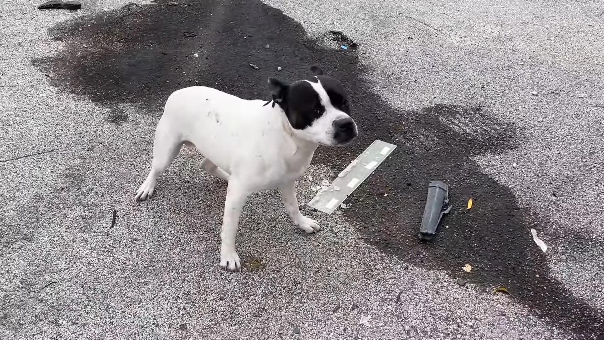 white stray dog with black spots