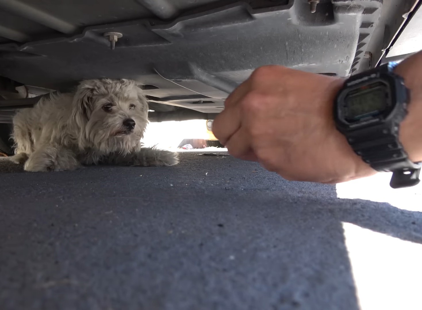 white street dog hiding under a car