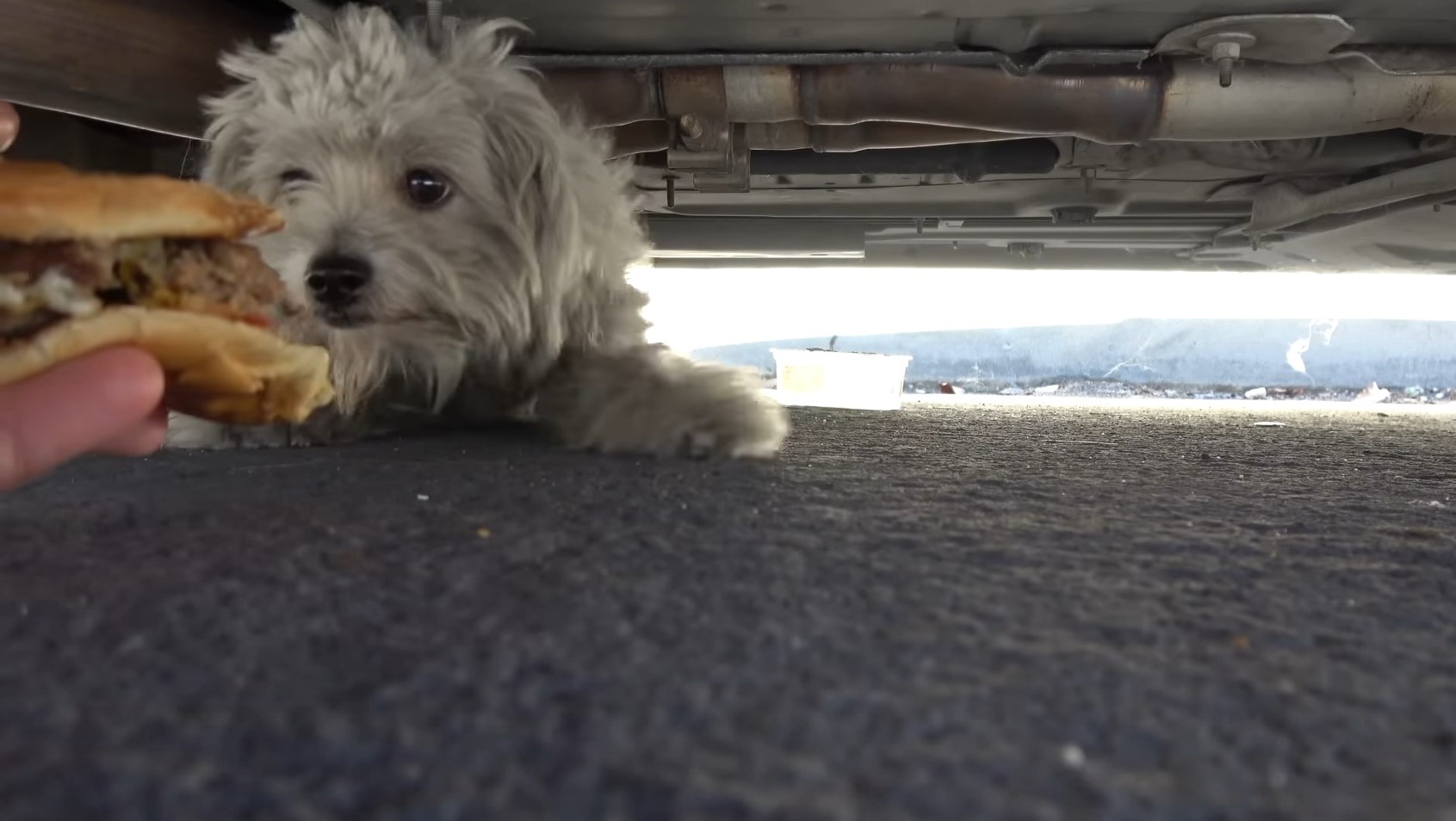 white street dog under a car