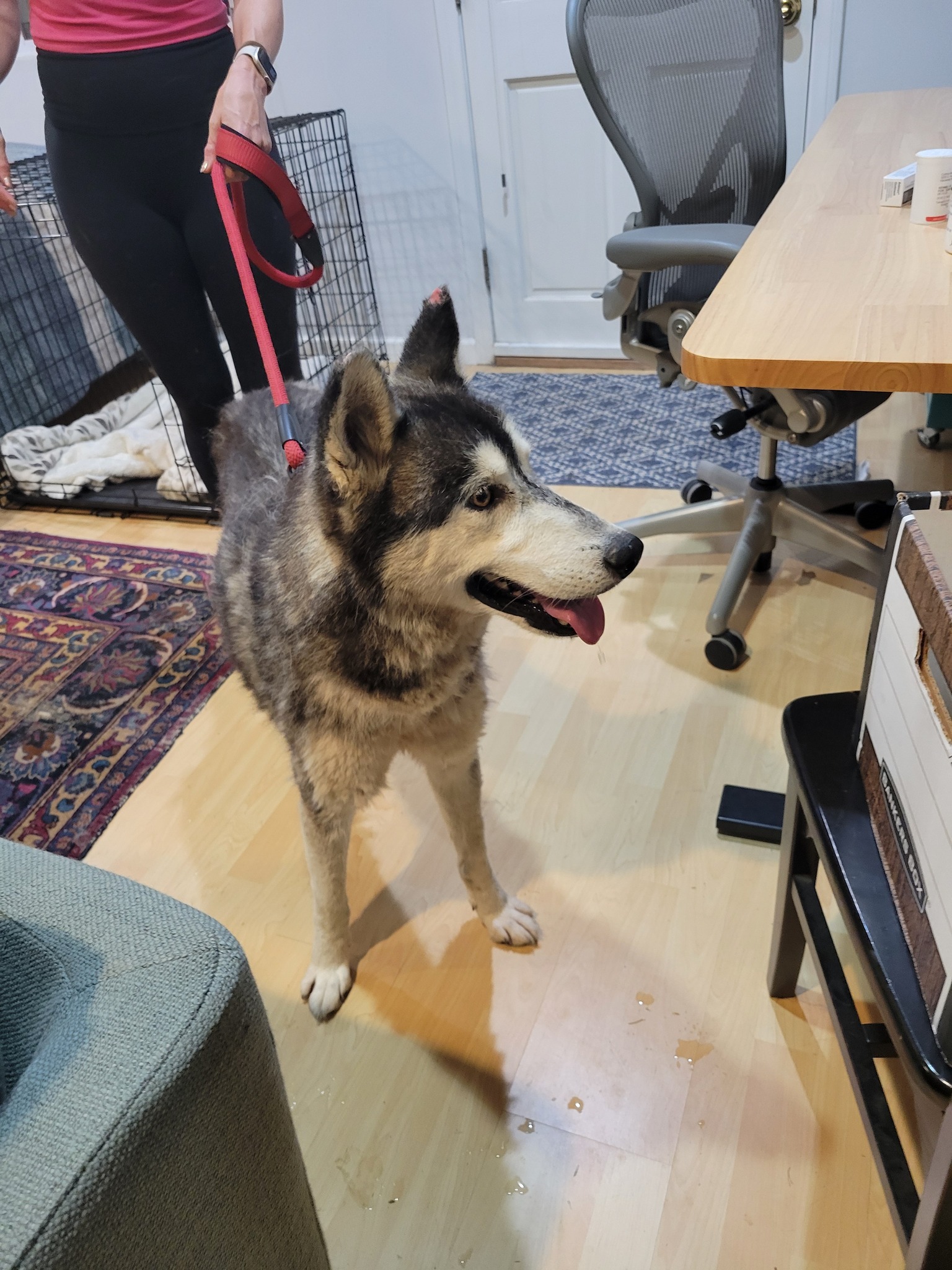woman and dog in house