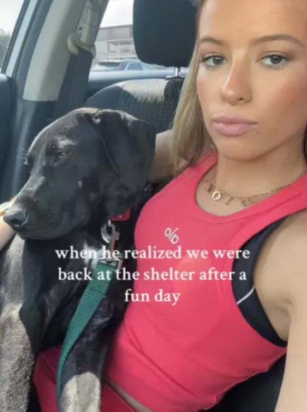 woman and dog in the car 