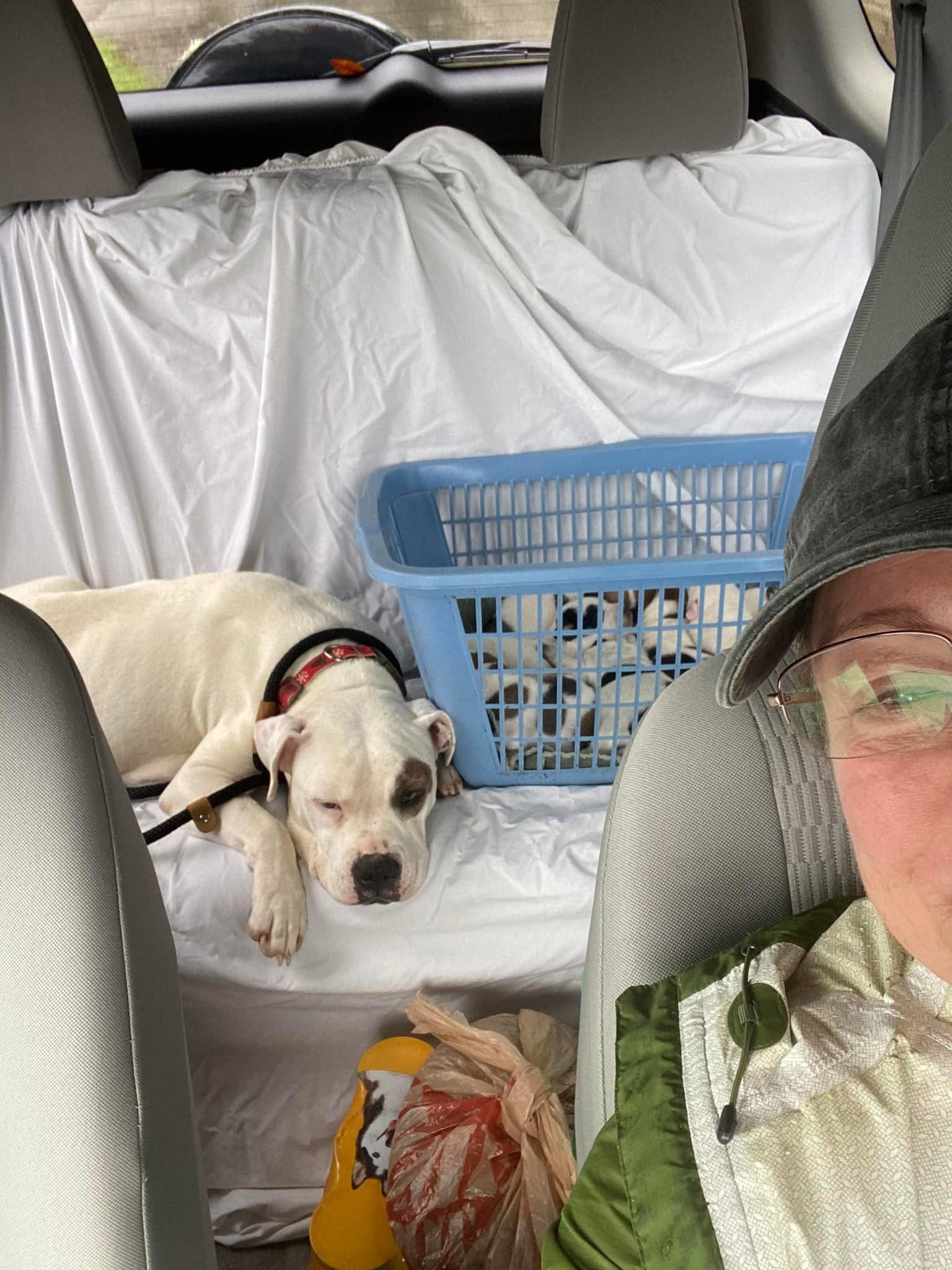 woman and dogs in car