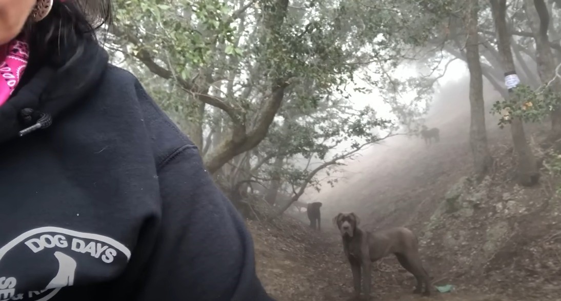 woman and dogs in mountain