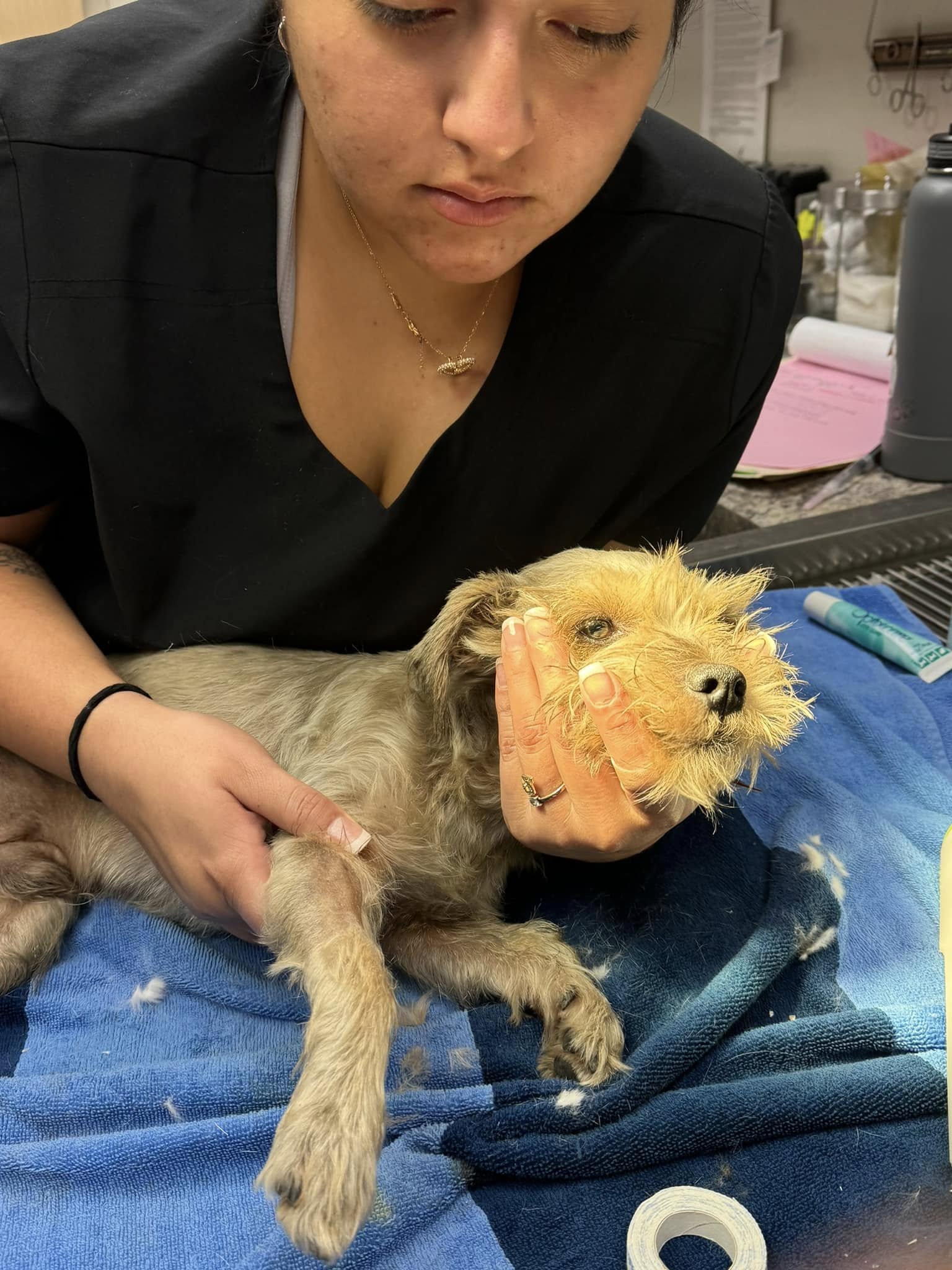 woman and injured dog