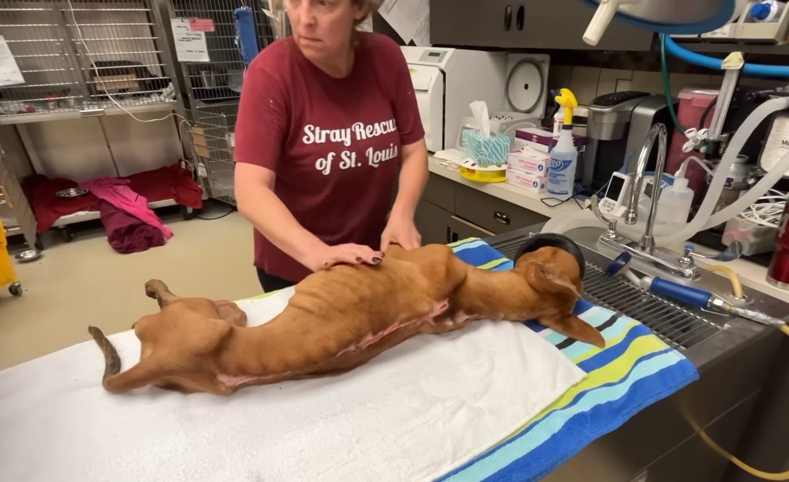 woman and skinny dog