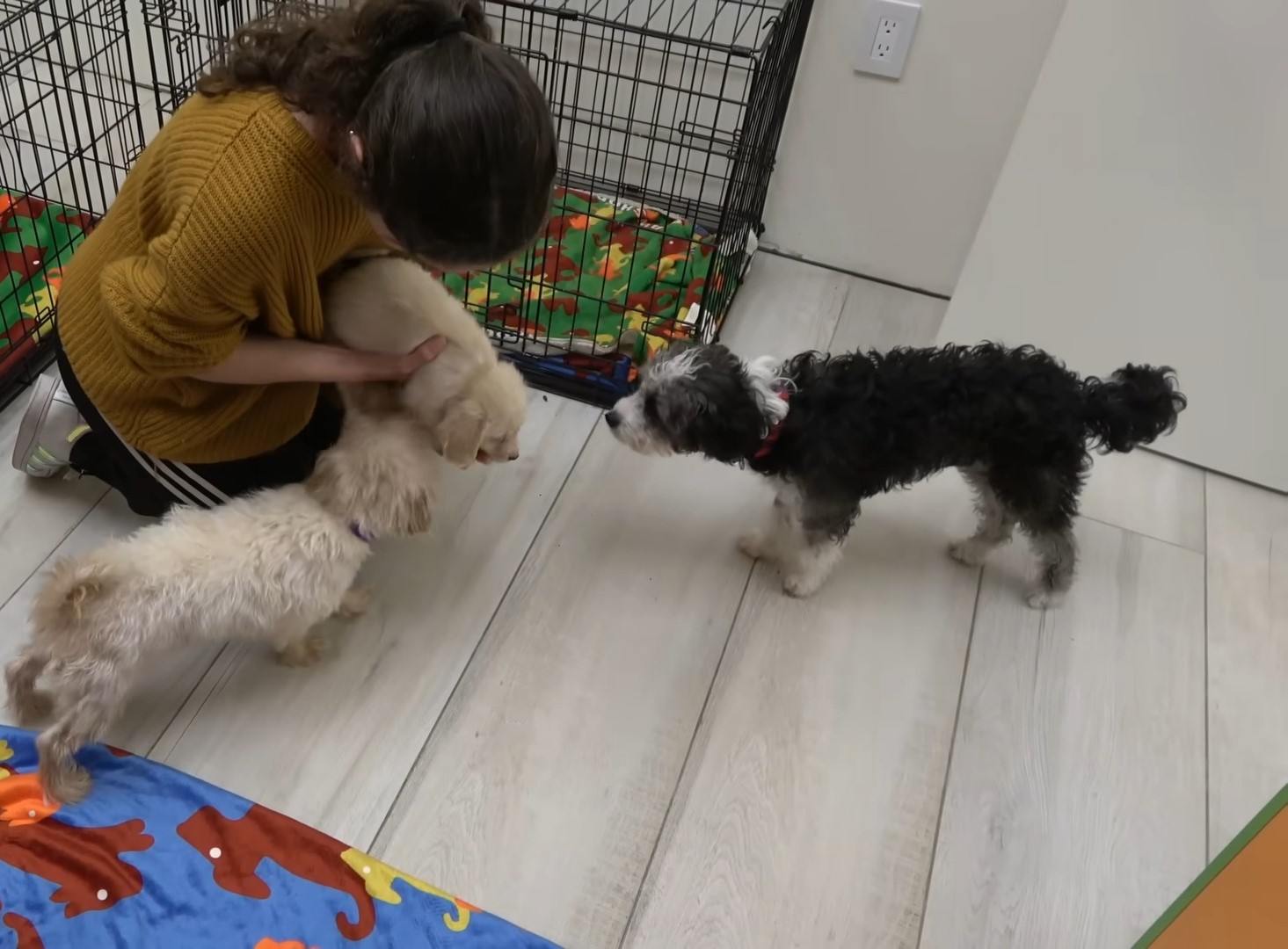 woman and three dogs