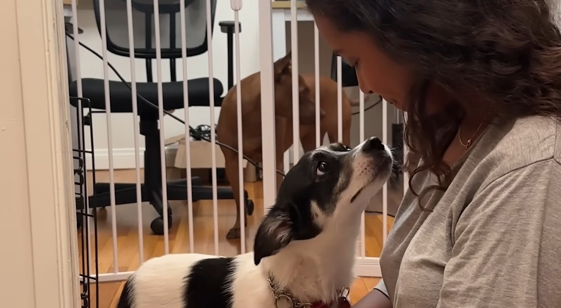 woman and very cute dog