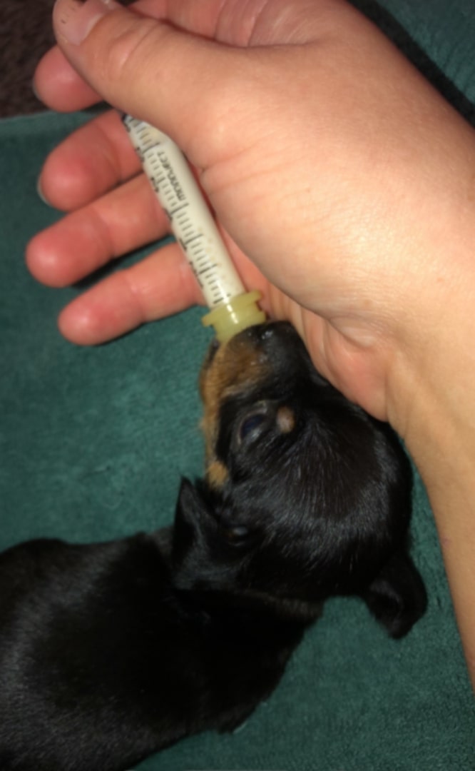 woman feeding a black puppy