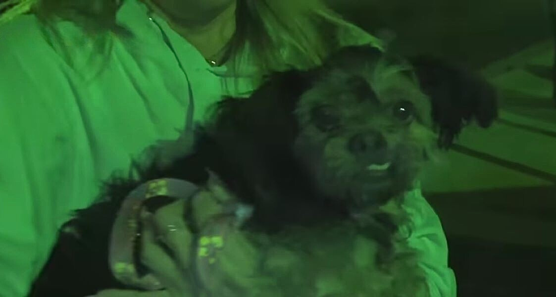 woman holding a beautiful dog