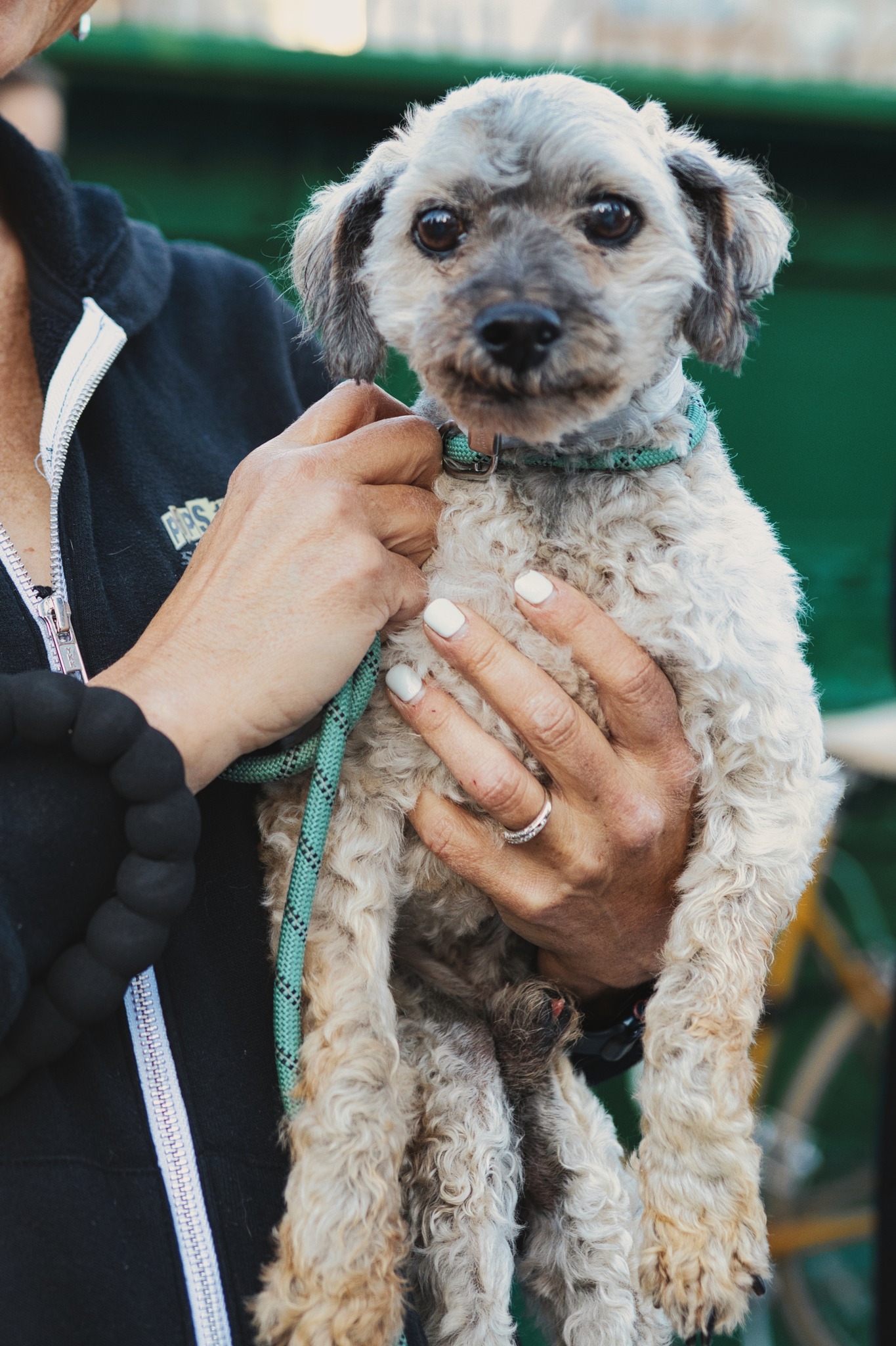woman holding a curly pup