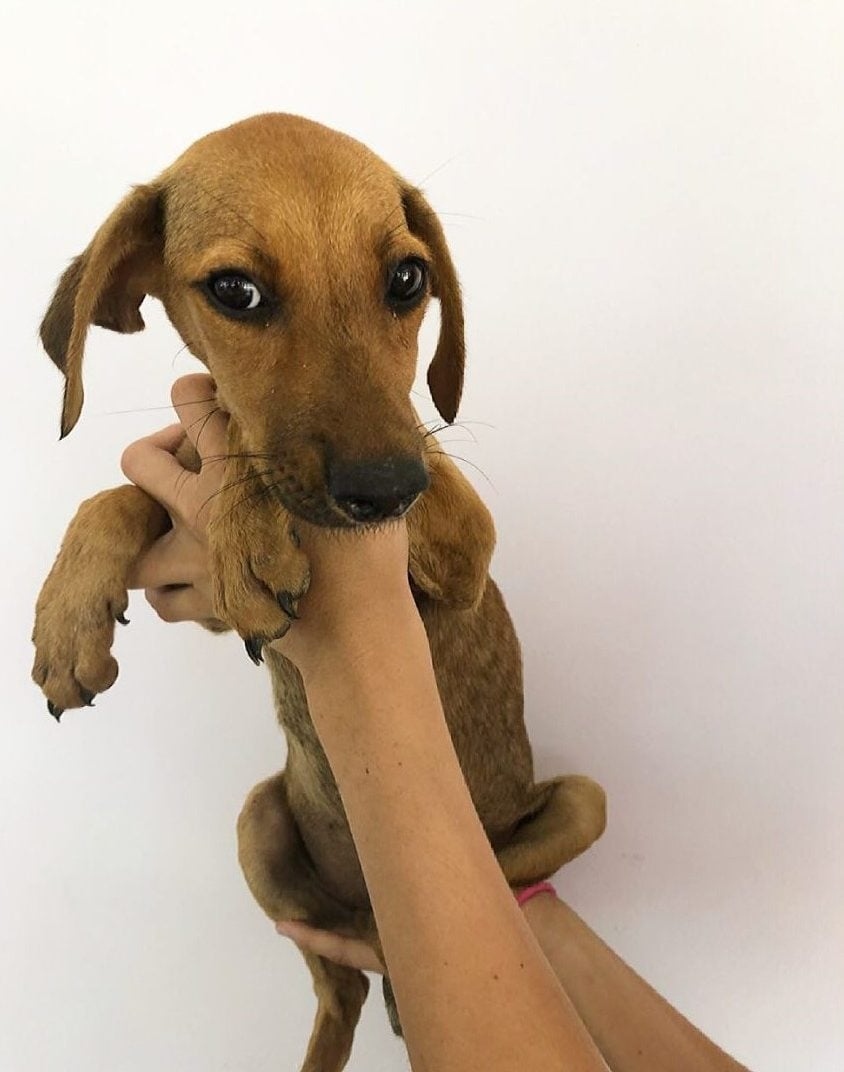 woman holding a dog