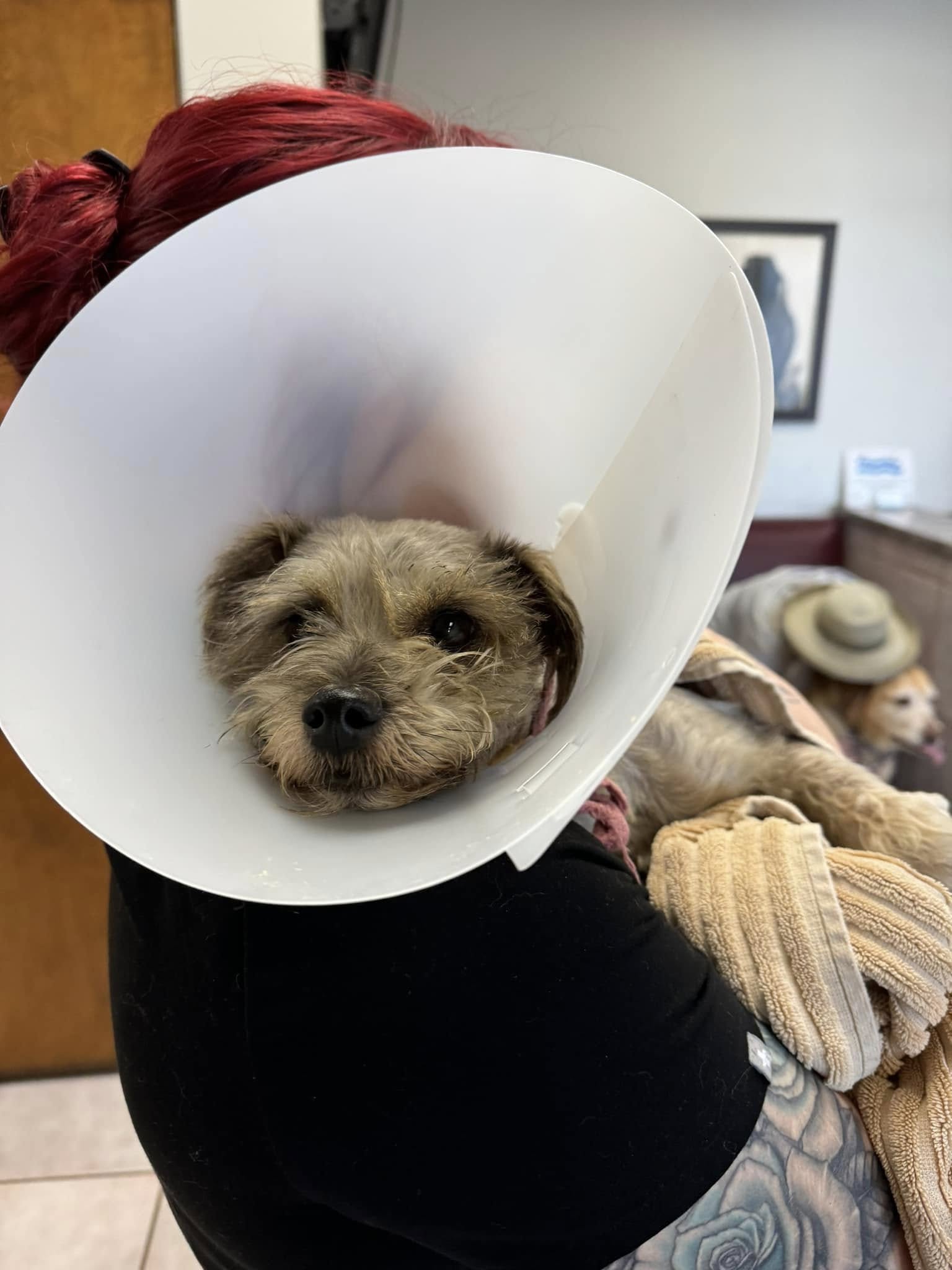 woman holding a tiny injured dog