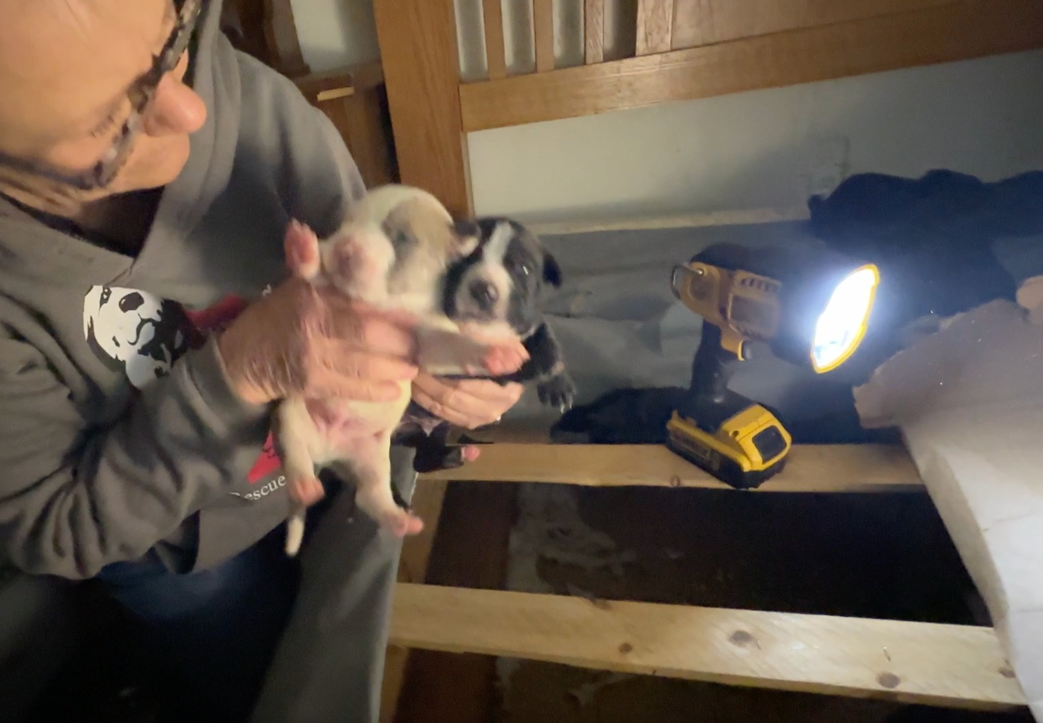 woman holding a two puppies