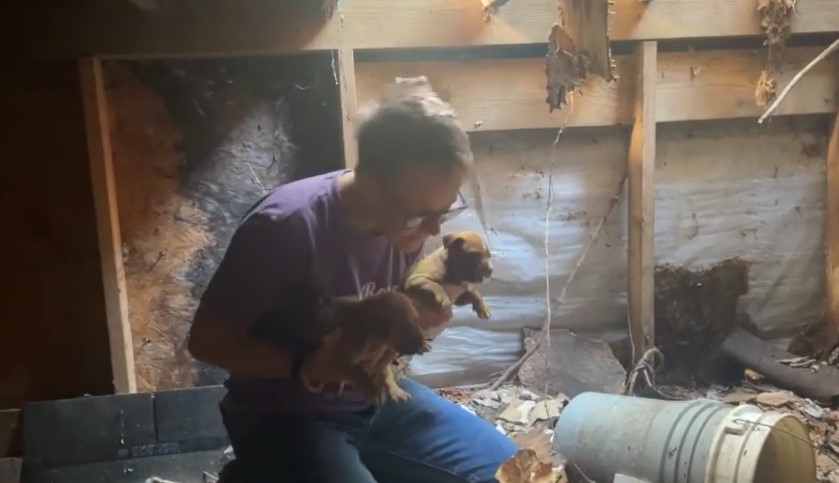 woman holding puppies
