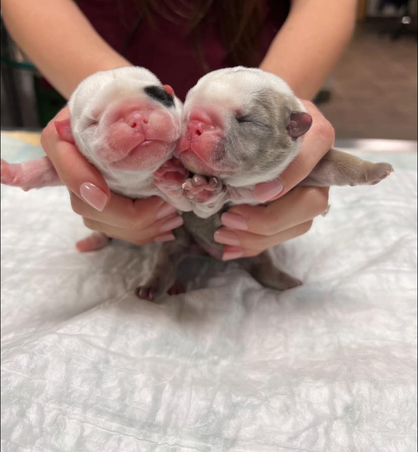 woman holding two tiny puppies