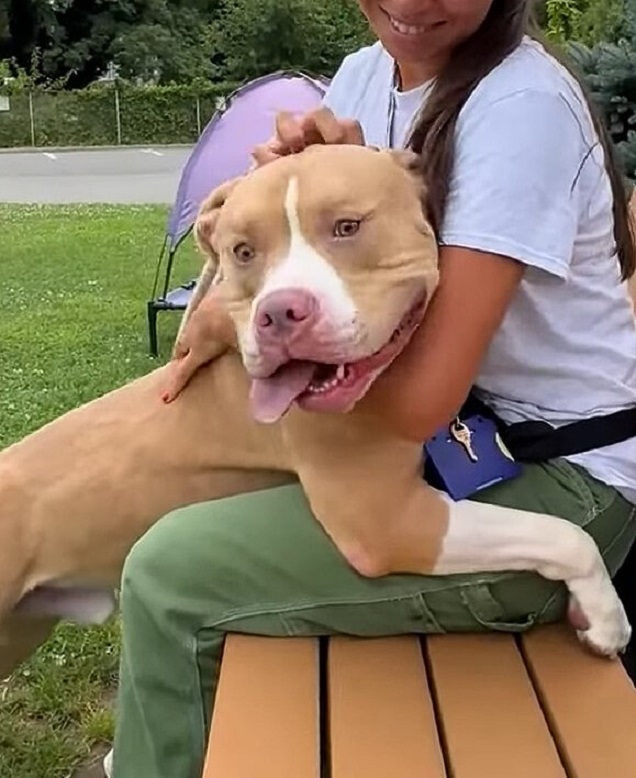 woman hugging a pitbull