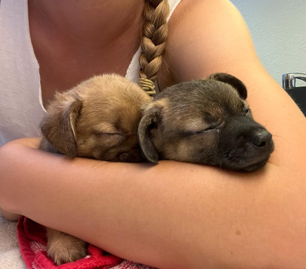 woman hugging two puppies