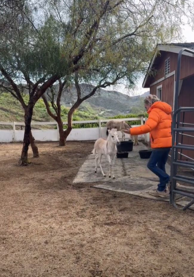 woman in orange coat and zonkey