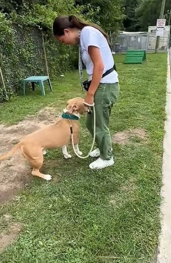 woman with pitbull on leash
