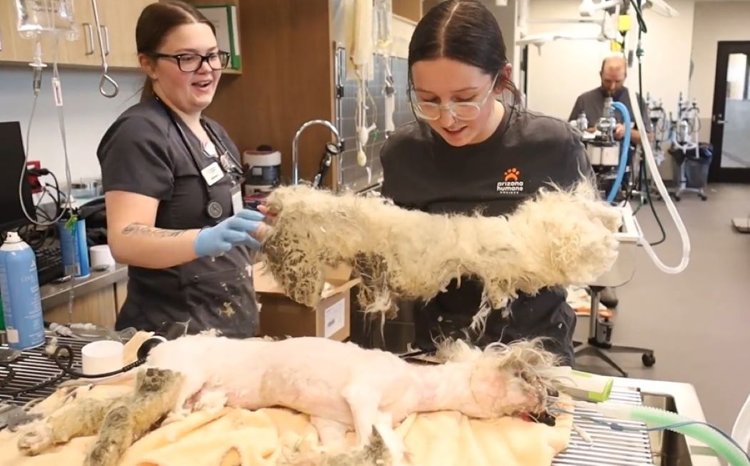 women shaving a dog