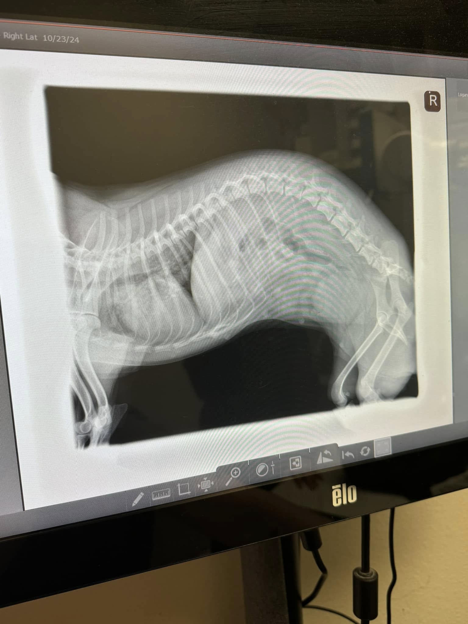 x-ray of dog