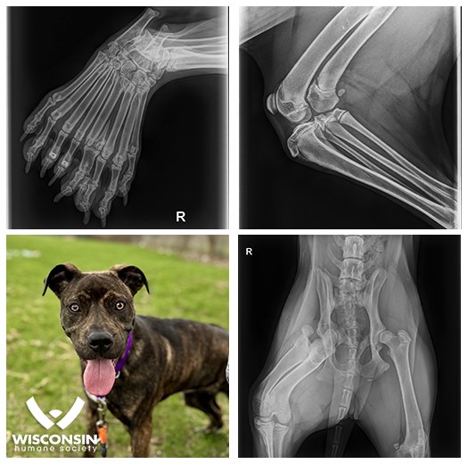 x-ray scan of a dog 