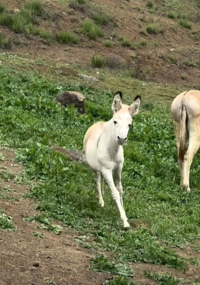 zonkey running