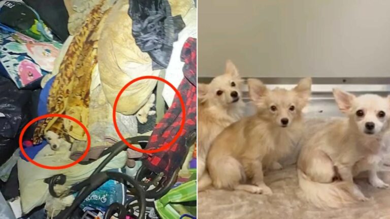 pets in Apartment