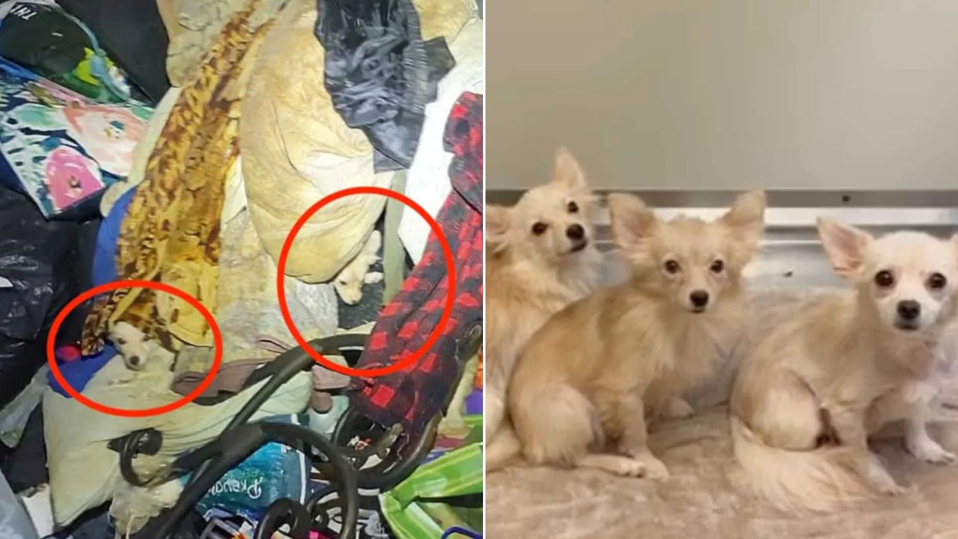 13 Pets Found In California Apartment So Full Of Trash They Had To Dig Tunnels To Move