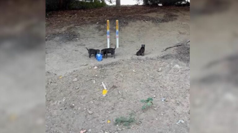 three scared puppies