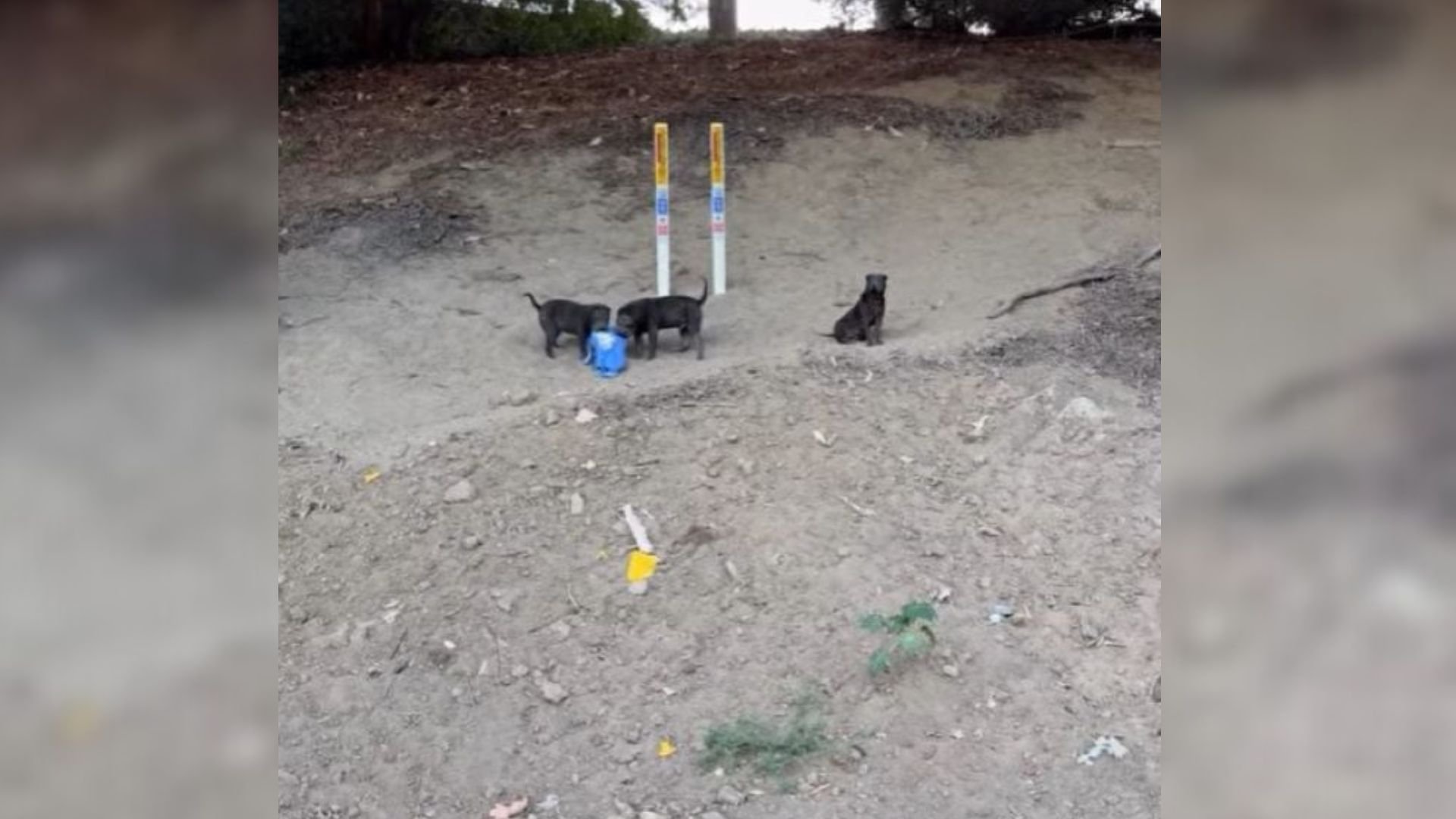 3 Frightened Puppies Waited Under A California Freeway For Months Until Kind Strangers Finally Found Them