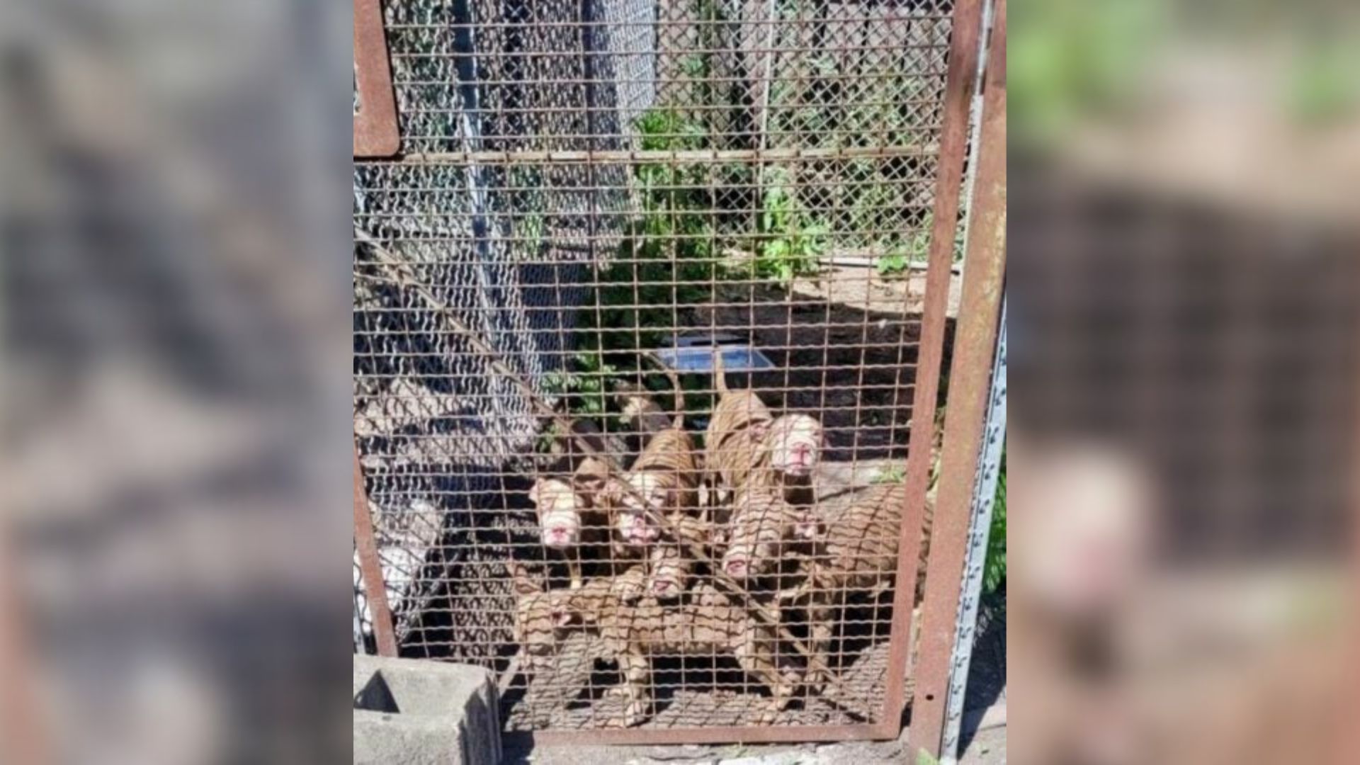 malnourished puppies
