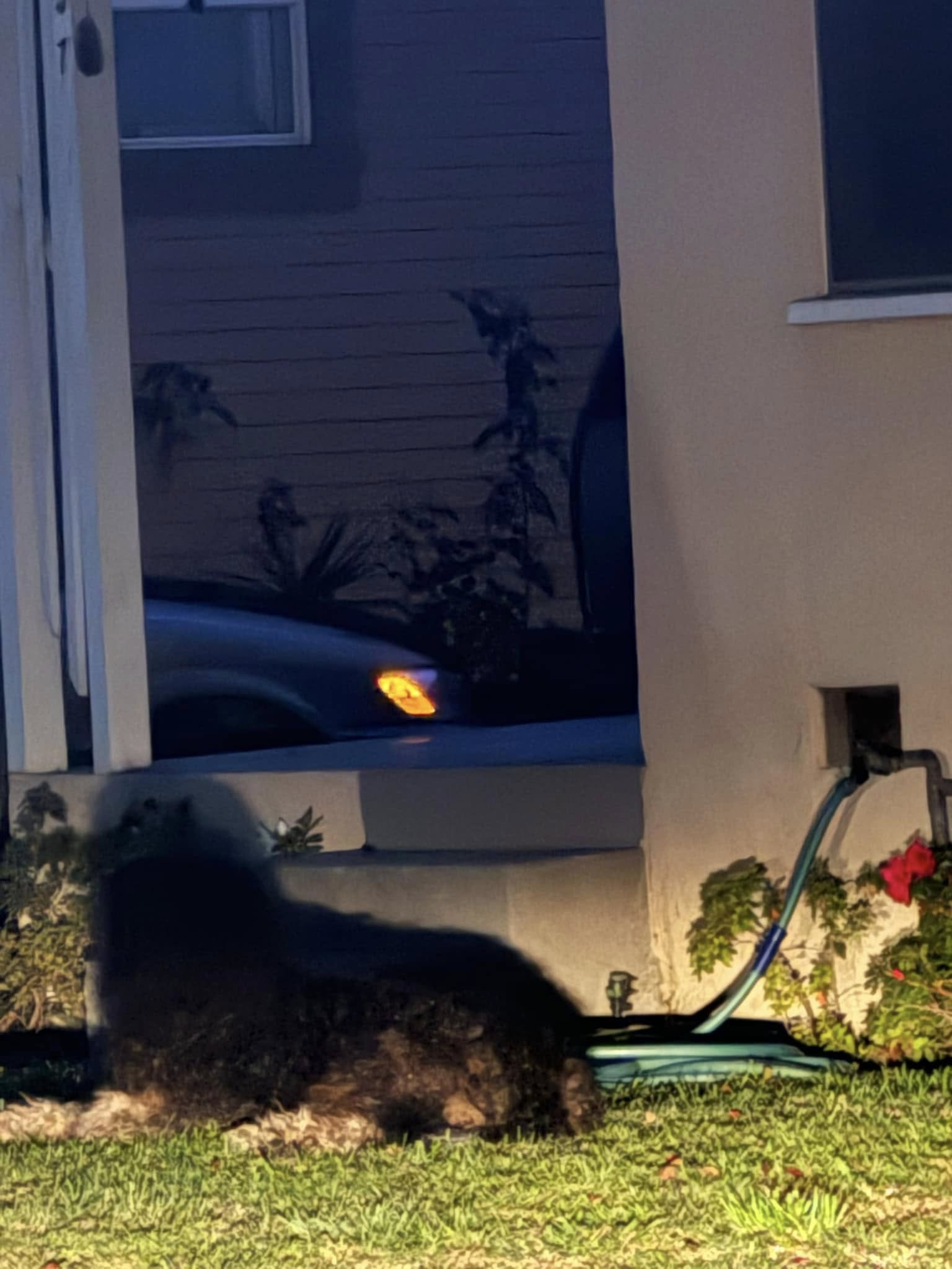 75-pound dog in the garden 
