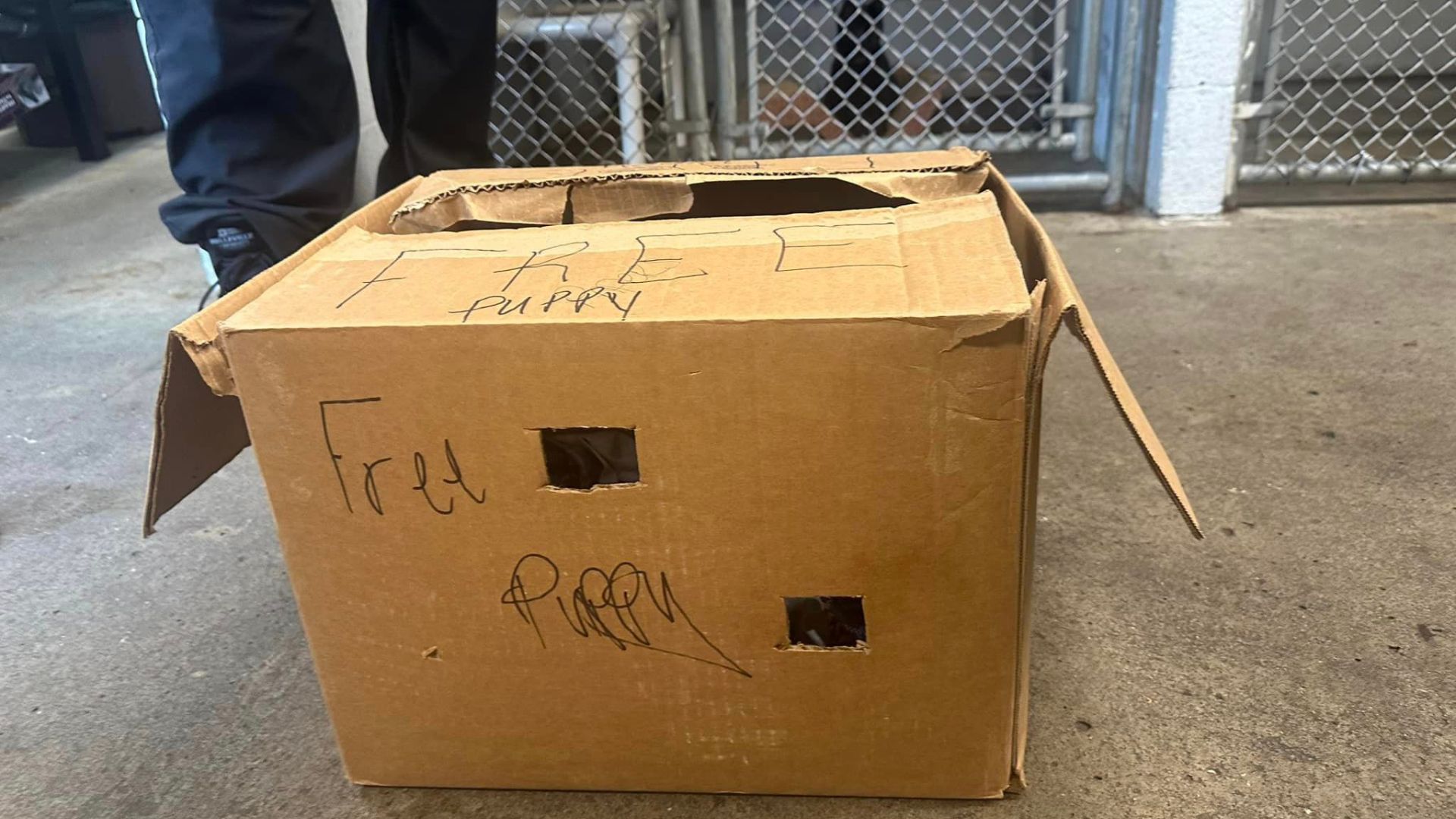 A Cardboard Box Marked ‘Free’ Found In Pennsylvania Holds A Life Waiting To Be Loved