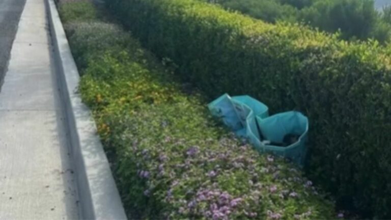 bag in a bush