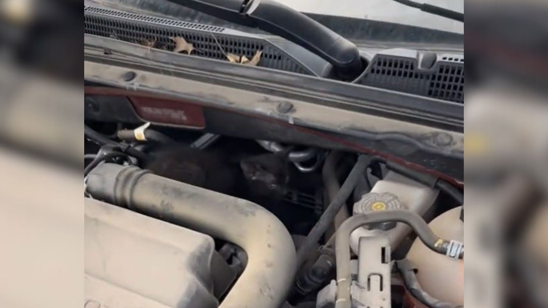 A Faint Cry From The Car Engine Leads Pennsylvania Woman To The Sweetest Surprise