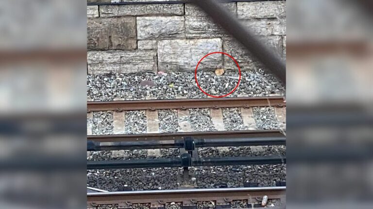 kitten near the train tracks