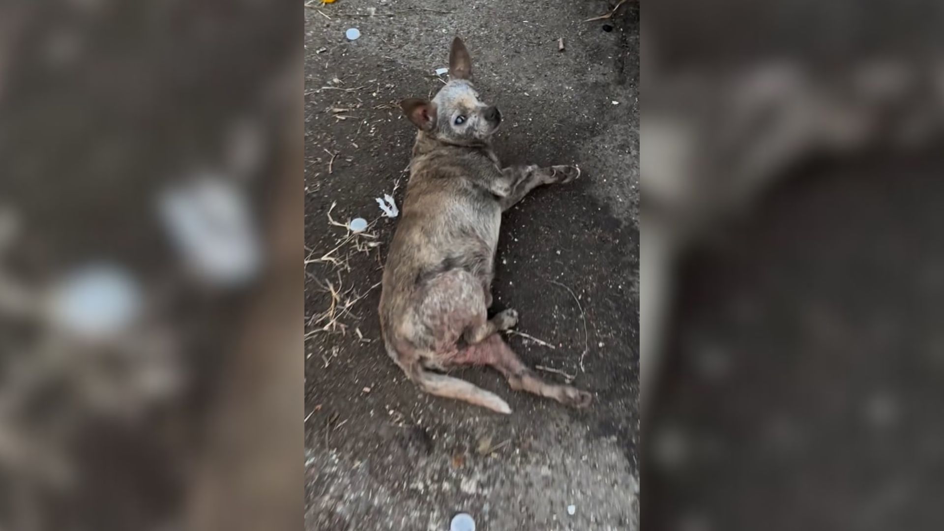 A Senior Dog Called “Too Ugly To Love” Waited Three Days On A California Street For Kindness To Find Him