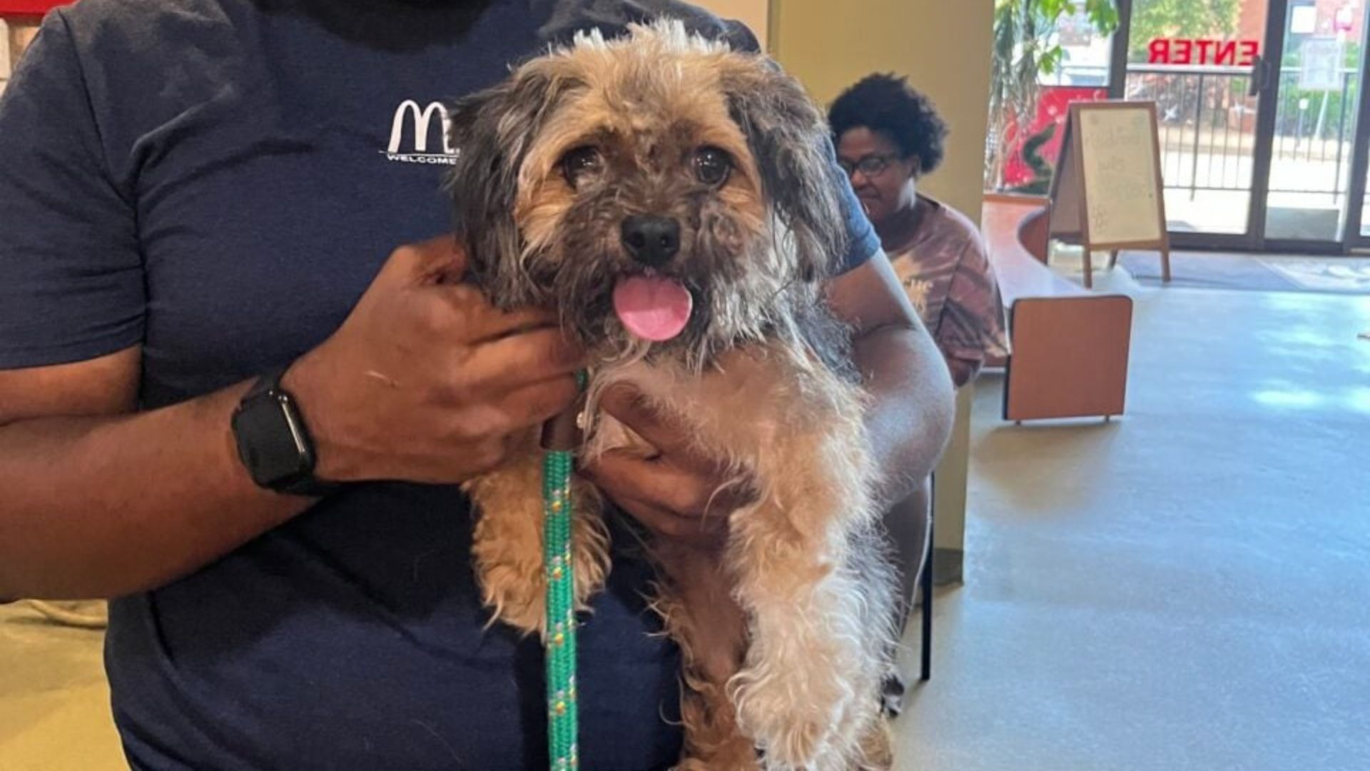 A Stray Dog’s Microchip Reveals Something That No One At The Missouri Shelter Could Believe