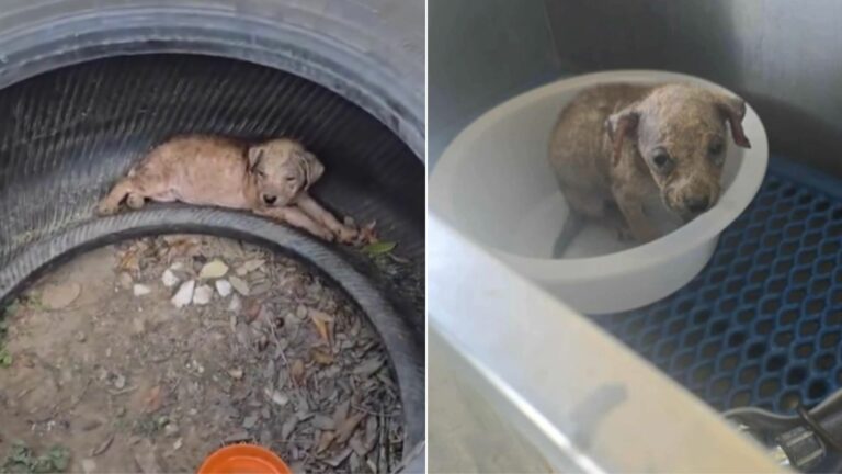 dog in tire