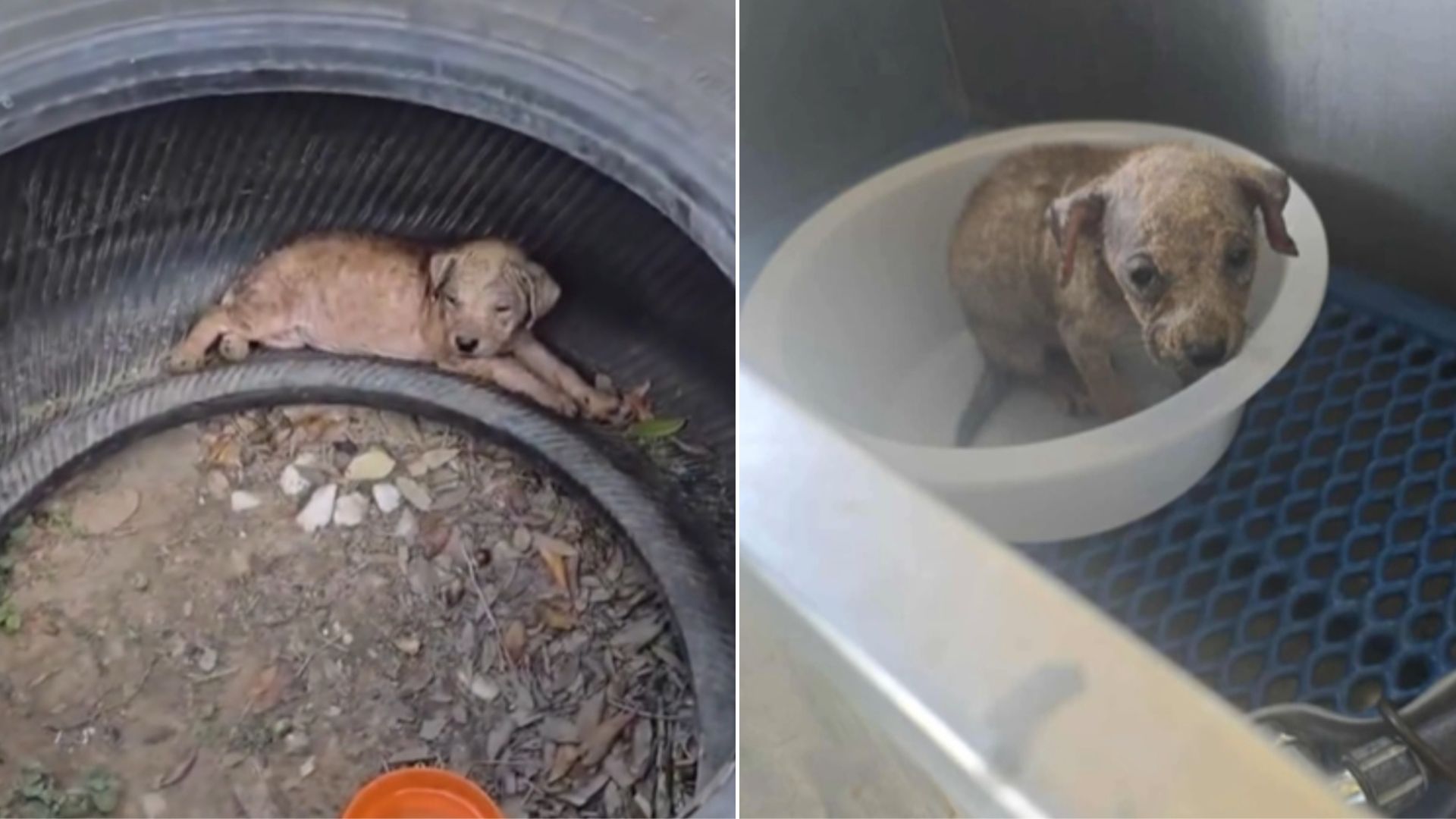 dog in tire