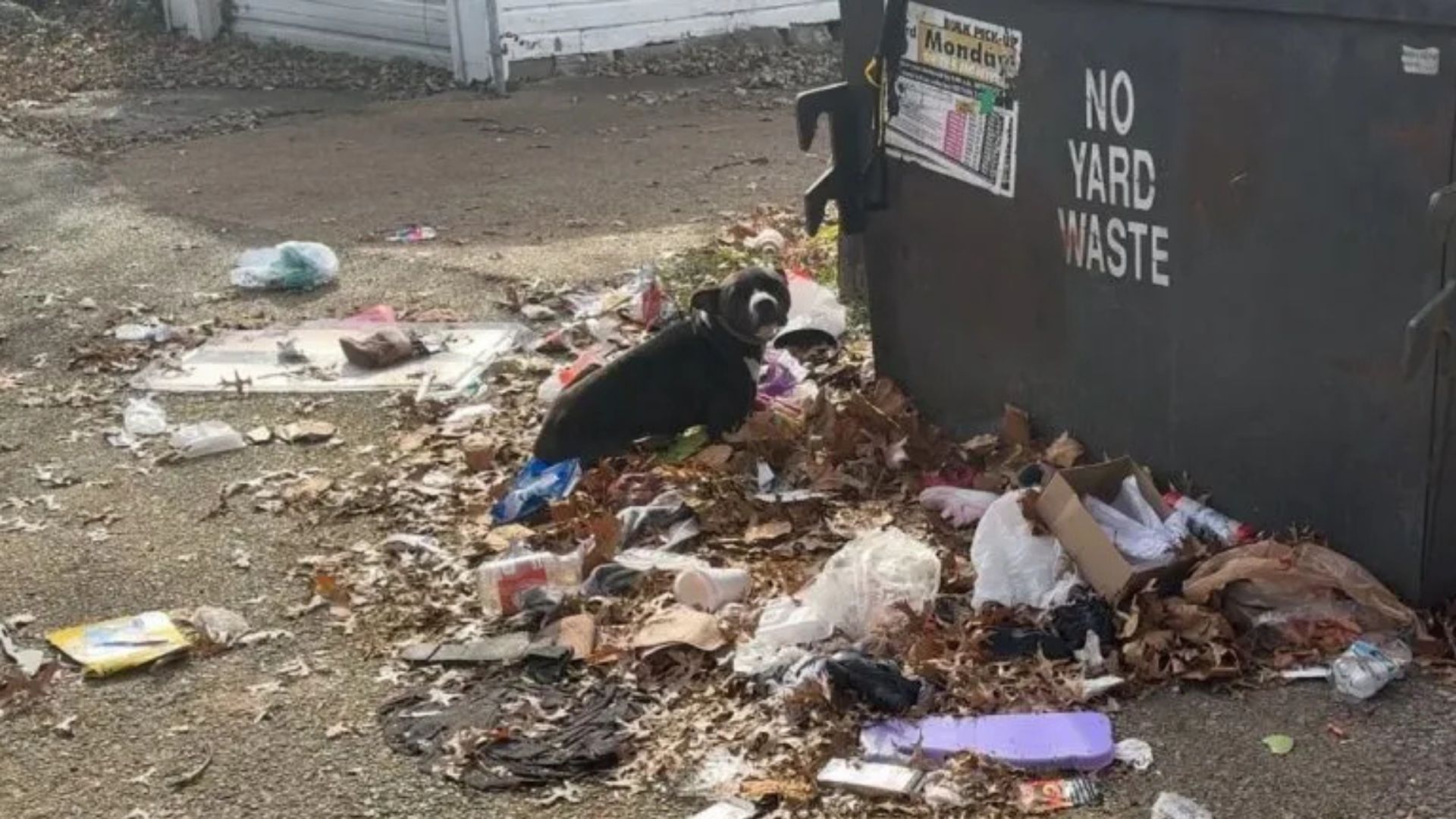 Abandoned Beside A Missouri Dumpster, Terrified Pup Struggles To Trust The Strangers Who Approach