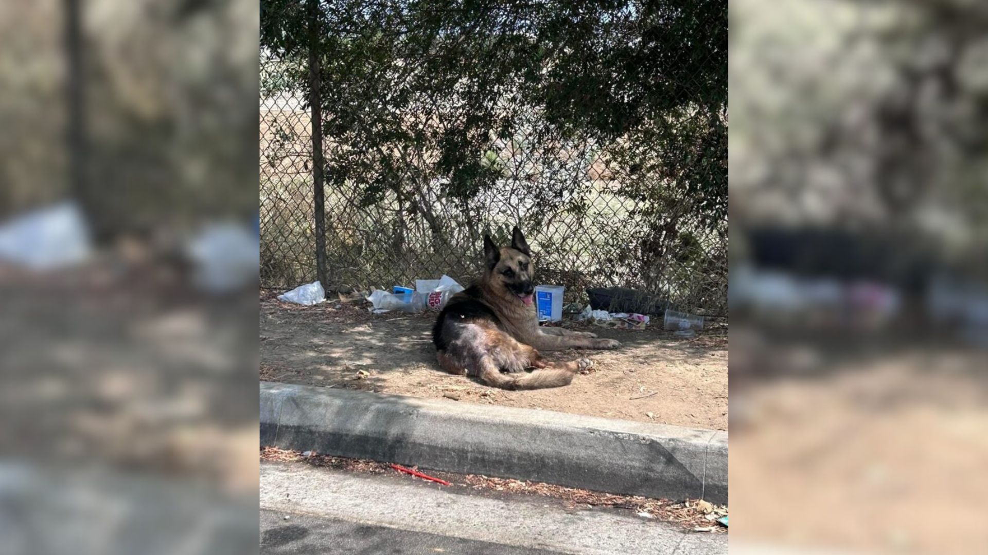 Abandoned California Dog Stays Under A Tree For Days Until A Rescue Mission Finally Breaks Through