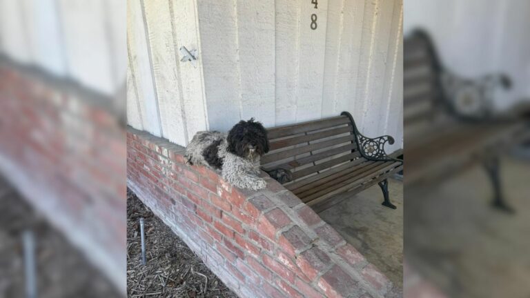abandoned dog