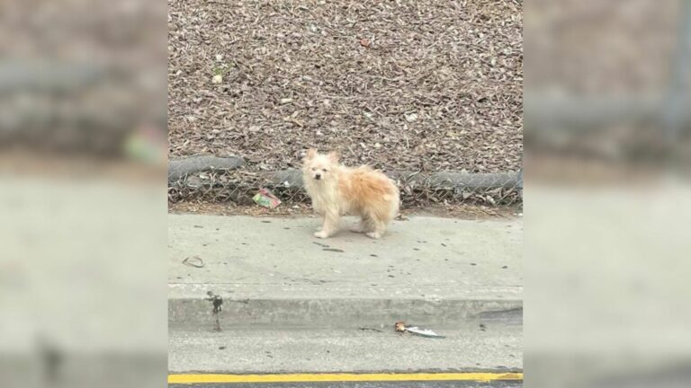 abandoned dog on street