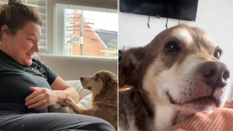 Abused dog
